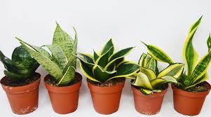 Bucephalandra atau sering disebut buce adalah genus tanaman berbunga di keluarga araceae. 10 Jenis Tanaman Sukulen Paling Cantik Dan Gak Perlu Sering Disiram