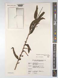 Image result for Agelanthus gracilis