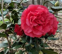 Kramer's supreme camellia features the kramer's supreme camellia is an evergreen shrub, growing from an upright shape into a round, dense shrub. Kramer S Supreme Camellia For Sale Best Prices Buy Evergreen Shrubs