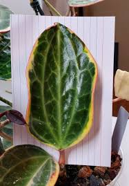 Image result for Carvalhoa macrophylla