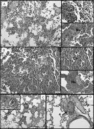 Image result for Synadenium glabratum