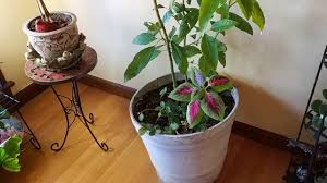 The tree grew from an ungrafted variety. Indoor Avocado Tree Growing Progress Part 2 Youtube