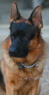 German Shepherd Black And Brown Husky Black Mask Scary Shepherd Deutscher Schaferhund Schaferhunde Deutsch Schaferhunde