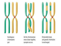 Some of the worksheets for this concept are amoeba sisters answer key, amoeba sisters video recap alleles and genes, amoeba sisters genetic drift answer keys, multiple allele work answers, amoeba sisters meiosis work answers, amoeba sisters video recap, genetics. Topic 10 1 Meiosis Amazing World Of Science With Mr Green