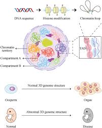 Three‐dimensional genome structure and function - Liu - 2023 - MedComm -  Wiley Online Library