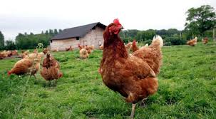 The reasons for keeping chickens are as pets, for eggs, for meat, or for eating pests. Poultry Processing Options For Independent Farmers Center For Environmental Farming Systems