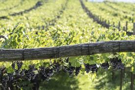 Image result for pruning grapes on a pergola