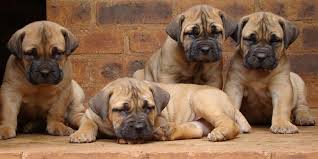 The south african boerboel is the only south african dog specifically bred for guarding and protecting without being aggressive. Home Mighty Boerboele