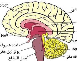Image of ساقه مغز در مغز انسان