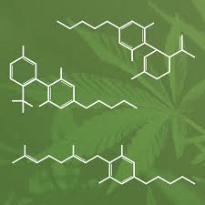 Learn how much cbd costs. Cannabis Marijuana And Cannabinoids What You Need To Know Nccih