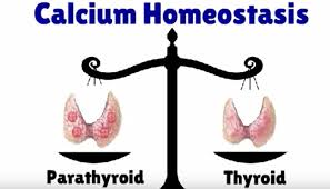 Balancing the bones: Blood calcium homeostasis - Faculty of Health Sciences