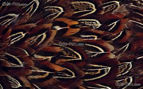 tlcharger fond d ecran texture plumage oiseau fonds d ecran gratuits pour votre rsolution du bureau 1680x1050 feather wallpaper feather background feather