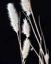 Image result for Enneapogon desvauxii