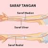 Jadi tunggu apa lagi segera tuntaskan semua masalah seperti kesemutan hanya dengan satu solusi pengobatan kebas pada kaki dan tangan paling ampuh tanpa harus operasi dan terbukti 100% manjur dan sembuh. 1
