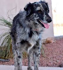 Maybe you would like to learn more about one of these? Australian Shepherd Breeders Arizona