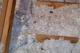 Image result for squirrel poop