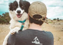 Please check back in the future for any potential expansion. Animal Shelters That Take In The Most Dogs And Cats In Every State Stacker
