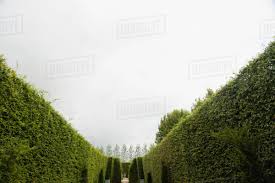 Learn more about it here! Tall Hedges In Garden Stock Photo Dissolve