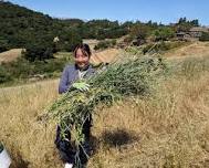 Yellow Starthistle Weeding Party at Byrne Preserve