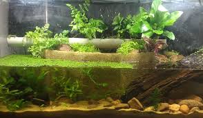 40g Australian Inspired Paludarium Build Journal Pic Heavy Building Inspiration Pics