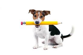 Dogs love chasing after a piece of the dog that swallowed a 36 inch leather belt. Help My Dog Ate A Pencil Patchpuppy Com