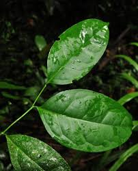 Image result for Icacinaceae