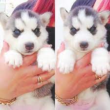 Husky puppies are mischevious and loyal pack animals. Blue Eyed Husky Puppies Novocom Top