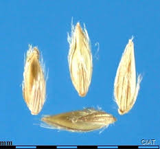 Image result for Digitaria seriata