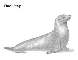 How To Draw A Seal Sea Lion Animal Drawings Sea Life Animals Sea Lion