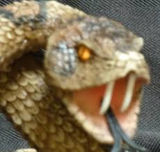 That was the end of the vision. Animals Snake Eyes Rattlesnake Snake Statue Figurine Dwk Western Collectibles