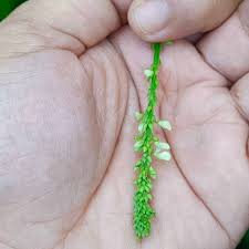 Image result for Pleurolobus