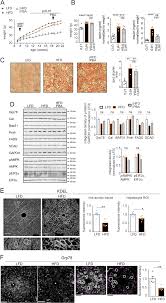 I have included 10 turkeys (there is a second page of turkeys) after you cut and laminate the turkeys, use them as visuals during the story. Delivery Of Phosphatidylethanolamine Blunts Stress In Hepatoma Cells Exposed To Elevated Palmitate By Targeting The Endoplasmic Reticulum Cell Death Discovery