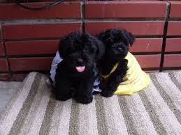 Black And White Maltese Poodle Dog Black Maltipoo Poodle Mix Puppies Maltipoo Puppy Maltese Puppy
