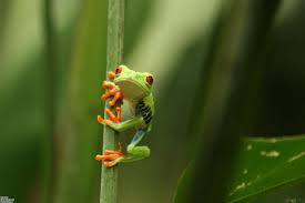 Customize and personalise your desktop, mobile phone and tablet with these free wallpapers! Cute Frog Wallpapers Wallpaper Cave