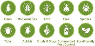 Carpet cleaning & pest control. Textile Inspect Pest Control The Carpet Doctor