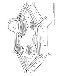 Chromosomes are pulled apart.anaphase is a very rapid phase of meiosis and mitosis where sister chromatids which label identifies the step labeled w? Plant Cell Diagram Not Labeled Simple Cell Diagram