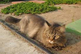 Did you scroll all this way to get facts about lion cut cat? The Maine Coon Lion Cut Why Cats Should Not Be Shaved Pets Kb