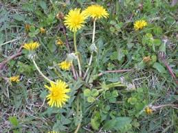 Keeping weeds out of your lawn can often be a chronic struggle that requires a strategy that is comprehensive and continuous. When And How To Apply Weed Feed