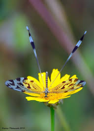 Black And Yellow Dragonfly With Long Tail Nemoptera By Stefanos Martimianakis Types Of Butterflies Nature Dragonfly