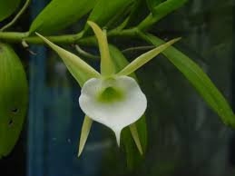Image result for Angraecum