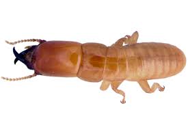 Termite inspection, one time extermination location of problem: Pest Termite Control Miami Fl Hulett Pest Control