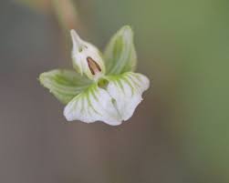 Stunning native & wildflower arrangements. Hairy Shadow Witch Ponthieva Racemosa Florida Native Plants Orchid Flower Native Plants