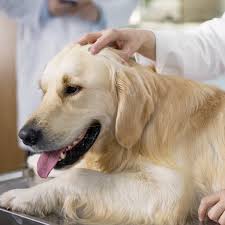 I absolutely love this vet clinic/hospital! Camino Seco Pet Clinic Up To 50 Off Tucson Az Groupon