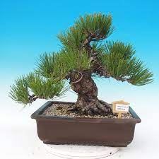 Dwarf fastigiate japanese black pine. E Bonsai Bonsai Im Freien Pinus Thunbergii Thunberg Kiefer
