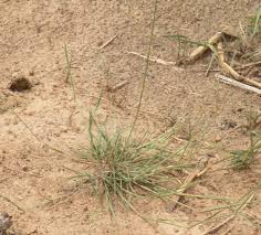 Image result for Eragrostis atrovirens