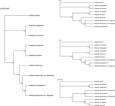 Image result for Conostomium zoutpansbergense
