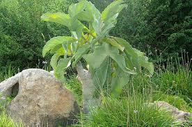 Image result for Cyphostemma spinosopilosum