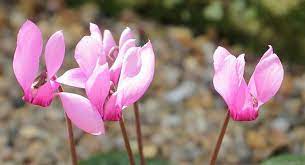 Cyclamen Uses As Herbal Medicine Medicinal Herbs Remedies Herbalism Medicinal Herbs
