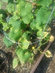 If your cucumber leaves turning yellow, we have a perfect guide for your problem.we will help you it turns the older leaves of cucumber plant yellow from the rims inward as its runners gradually die. Yellowing Leaves And Brown Spots On Cucumber Plants Hometalk