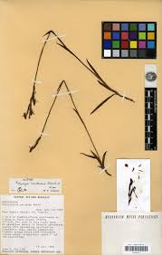 Image result for Platycoryne crocea